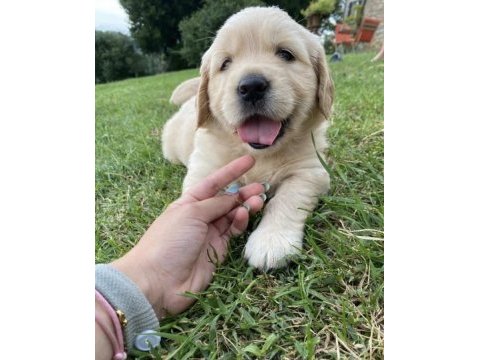 Golden retriever safkan yavrular