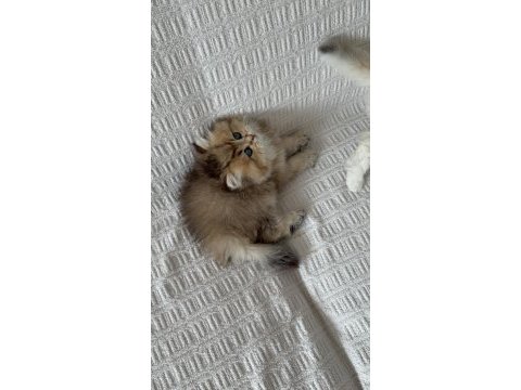 Efsane güzellikte bebek kediler