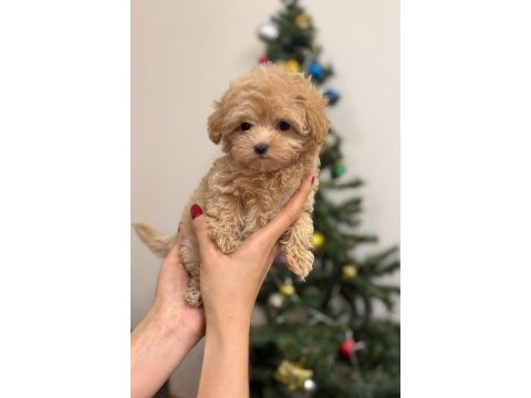 Lokum bebek maltipoo