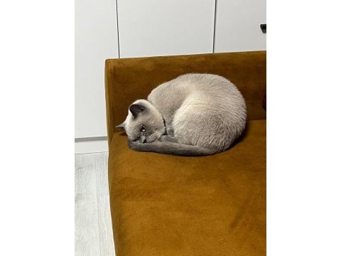 Bir tanecik yavrumuz sahiplendirilecek