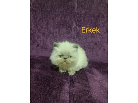 İran kedisi