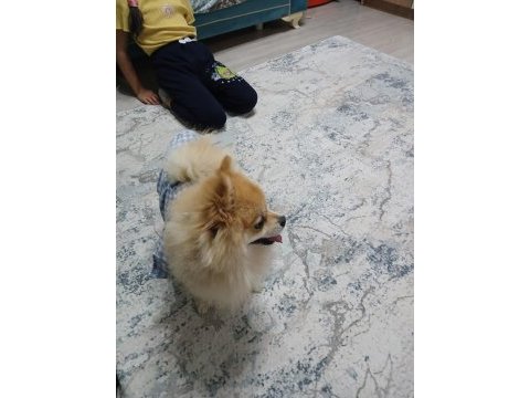 2.5 yaşında pomeranian yavrumuz yeni yuvasını arıyor