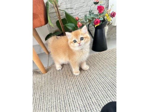 Golden shaded british shorthair dişi yavrumuz