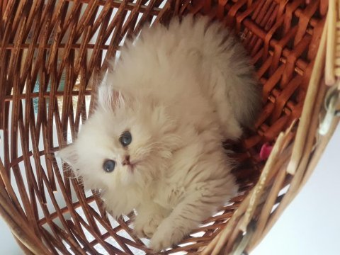 British longhair silver