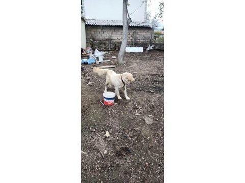 Golden retriever dişi hamile kendi ırkıyla alan koruması var