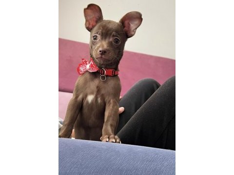 Şivava pinscher