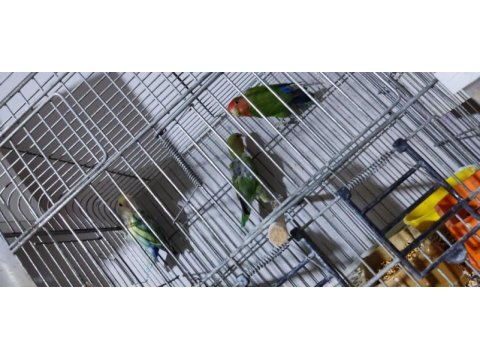 Sevda muhabbet sultan papağanı yavrular