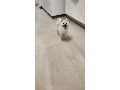 Oyuncu sevimli hareketli ücretsiz pomeranian