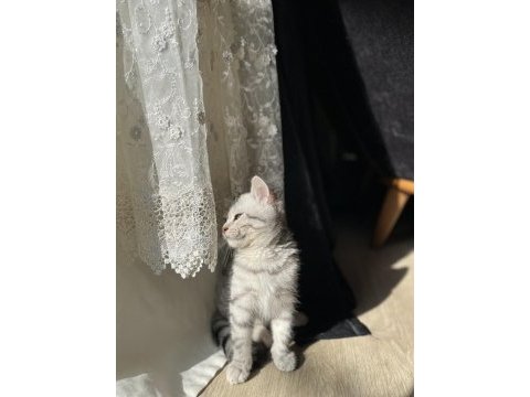British shorthair 5 aylık kedim