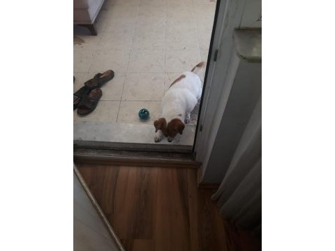 Jack russell köpeğimiz sahiplendirilecek