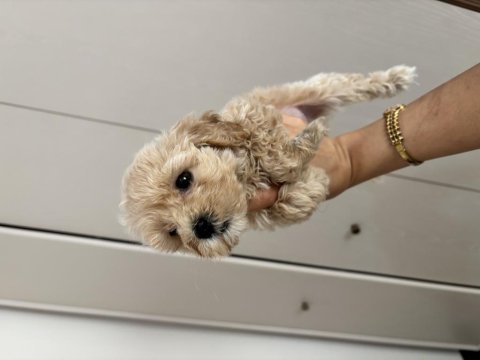 Bal küpü ev bakımlı çiş eğitimli maltipoo