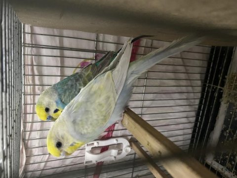 Çift rainbow muhabbet kuşları