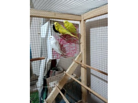 Yumurtaya garanti eş kuşum