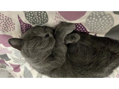 British shorthair kedimi sahiplendiriyorum acil
