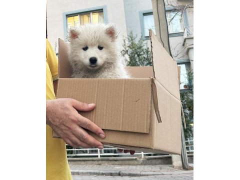 Tr şampiyonu yavrusu, mükemmel kalite dişi samoyed
