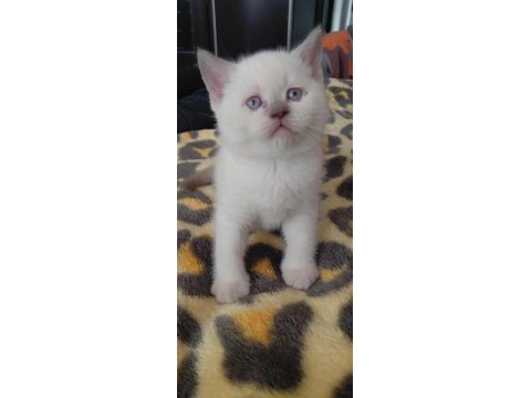 Blue point bebeklerimiz orjinal renkli gözlü kedimiz