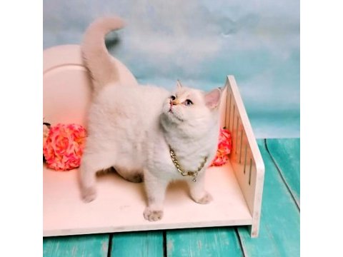 Ücretsiz erkek golden point british shorthair