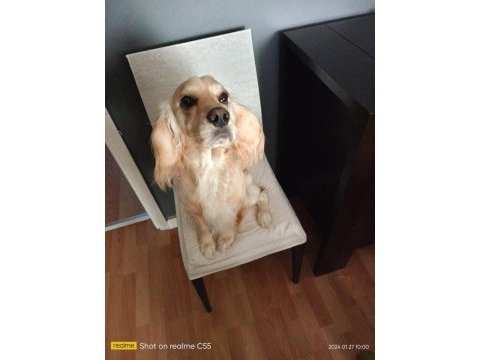 Eğitimli oyuncu bir köpektir