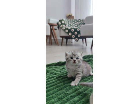 Sevgi yumağı minik yavru kediler