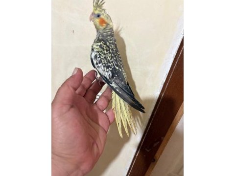 Tam 59 günlük oyun hamuru sultan bebek