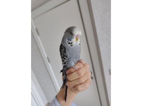 Show jumbo yavru muhabbet kuşu