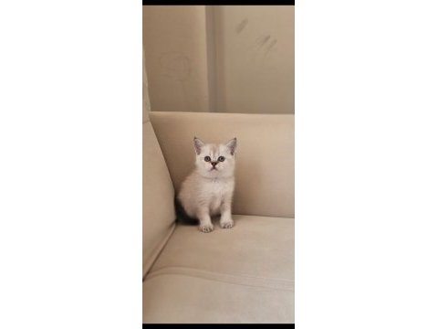 Blue point erkek ve dişi british shorthair