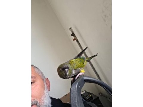 Full evcil patagonya konur (bebek gibi sevdirir)