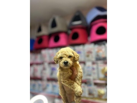 Maltese bebekler