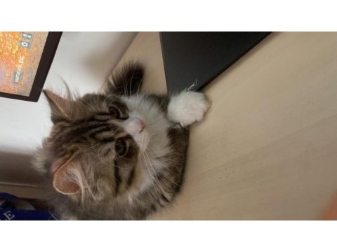Chinchilla 7 aylık