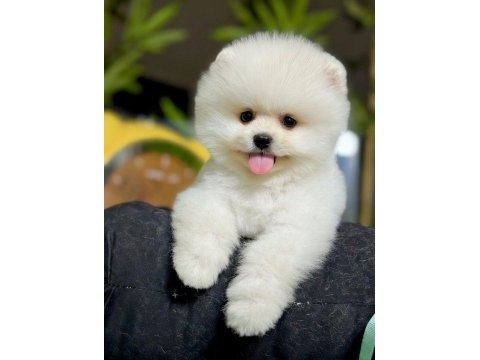 Üst düzey belgeli pomeranian boo yavrularımız