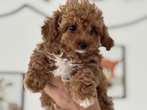 Petmode köpek çiftliğinde ziyarete açık maltipoo