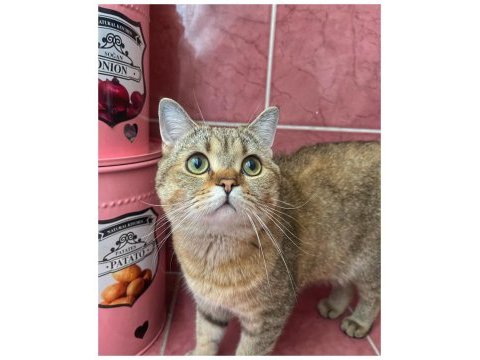 Isparta şarkikaarağaç british shorthair golden tabby