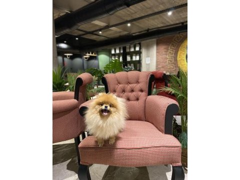 Üst kalite genç yetişkin dişi pomeranian boo