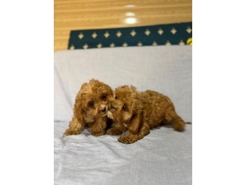 Cavapoo köpekler