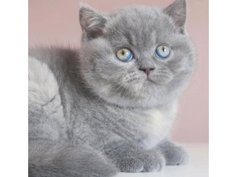 Top kafa gri british shorthair 