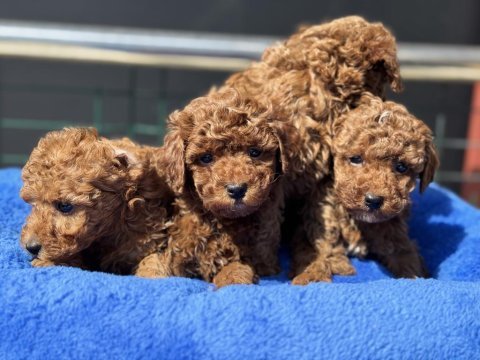Ankaranın en kaliteli kore toy poodle yavruları