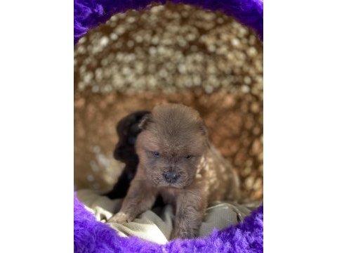 Hıgh qualıty purple tongue chow chow puppıes