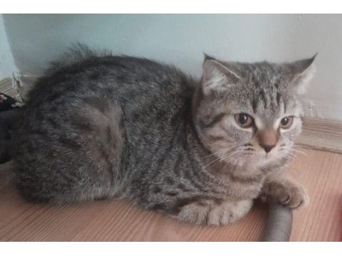 Sahibinden 6 aylık british shorthair yavru
