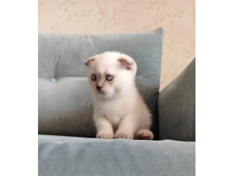 Scottish fold yavrumuz yeni yuvasını arıyor