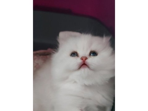 British longhair silver erkek yavrumuz