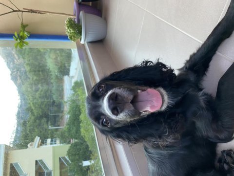 İngiliz cocker ispanyol sahiplendirme