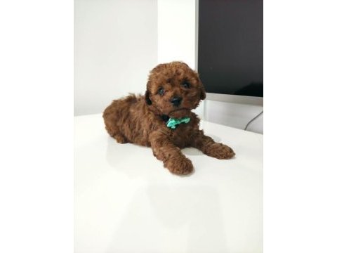 Tek tüy dökmeyen köpek ırkı toy poodle