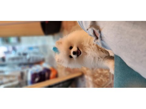 Gözyaşı lekesiz pamuk gibi aşılı bi pomeranian