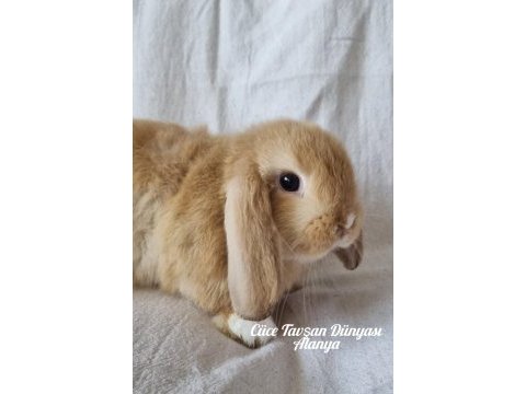 Cüce lop/miniatur lop cüce tavşan çiftliği alanya