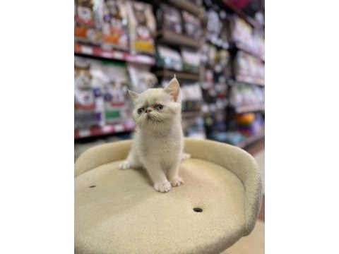 İran persian kedimiz