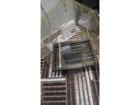Hazır tepeli takım muhabbet kuşu