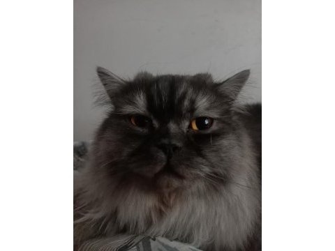 British longhair kedimiz