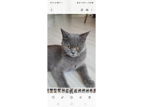 British shorthair 1,5 yaşında