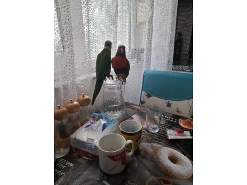 Full evcil 2 adet gökkuşağı lori papağanı