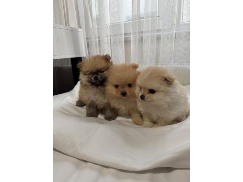 Sağlık ve ırk garantili pomeranian boo ayıcık surat